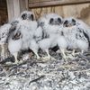 See The 12 Adorable Baby Falcons Atop Three NYC Bridges